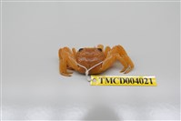 藏品(白紋方蟹)的圖片